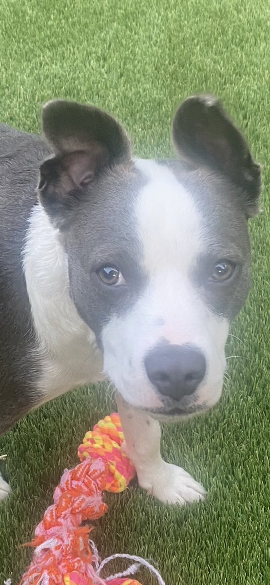 Oliver “Ollie” tweet media