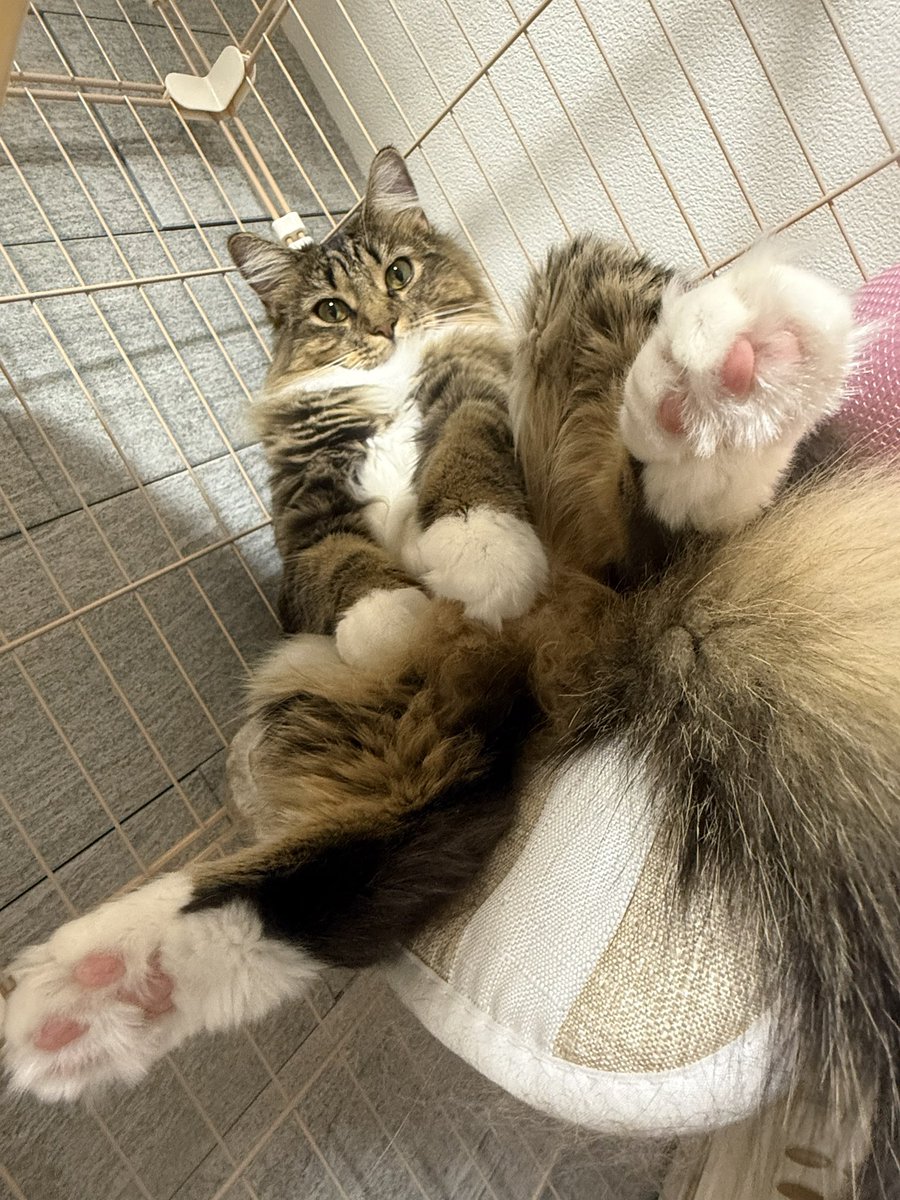 GöÐ٭onigiri・ CA٭onigiri tweet media