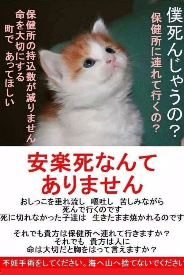 hfRvhcRF5pyKuqR's tweet photo. @NoCulling @bluebluepiika3 https://t.co/1qoLNzad7R
