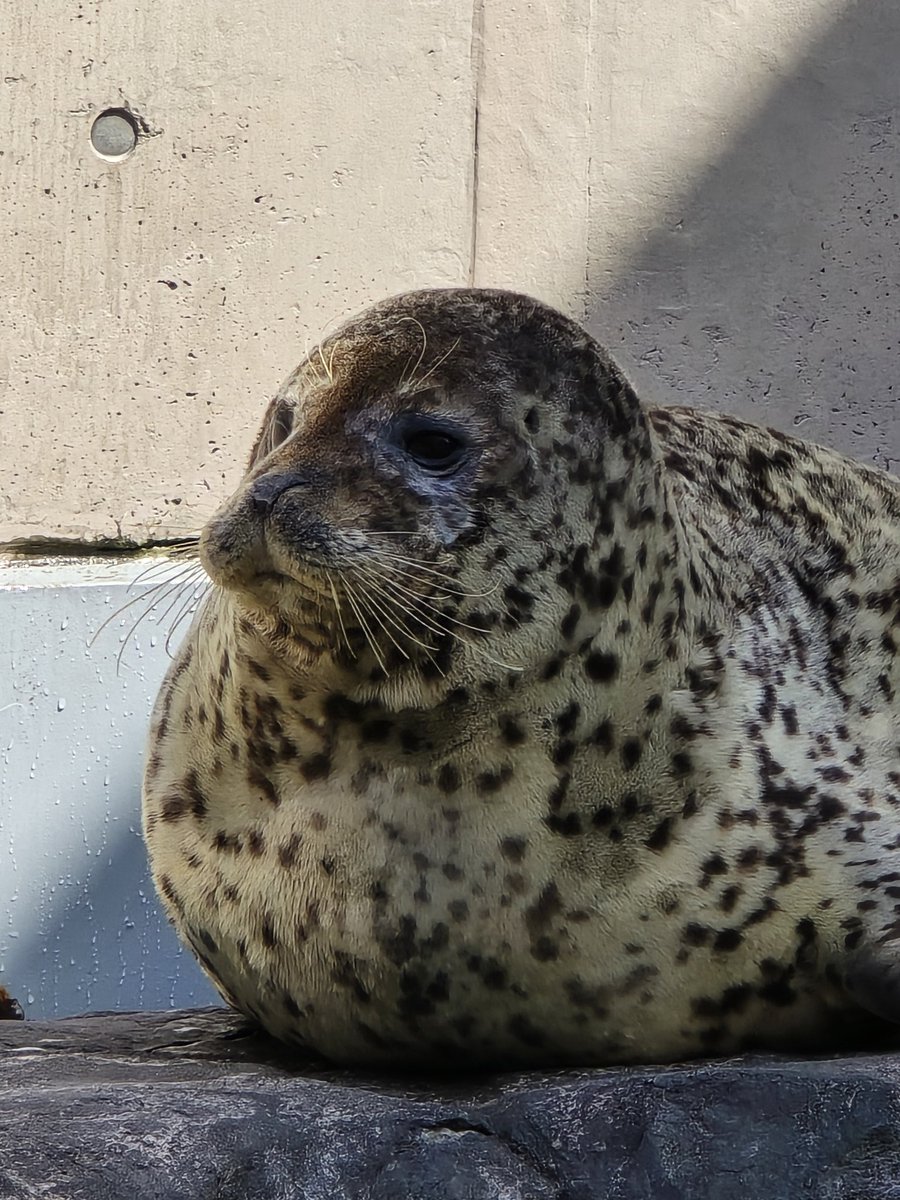 むちごま🦭 tweet media