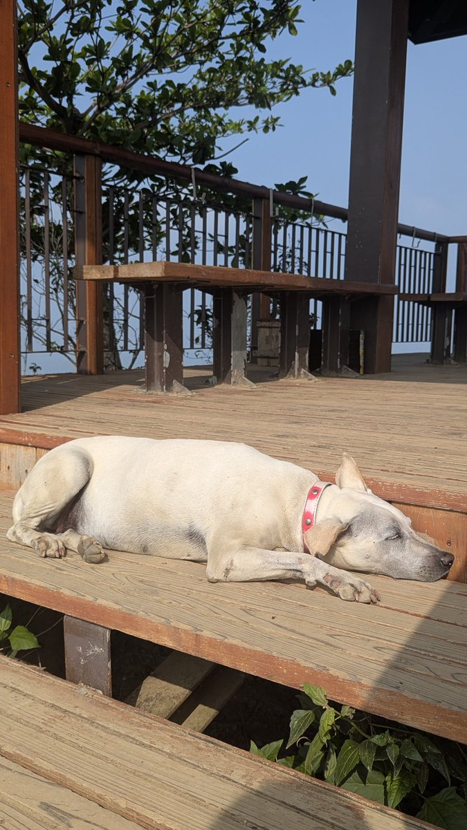 🍂文森老爺🌿🍃 tweet media