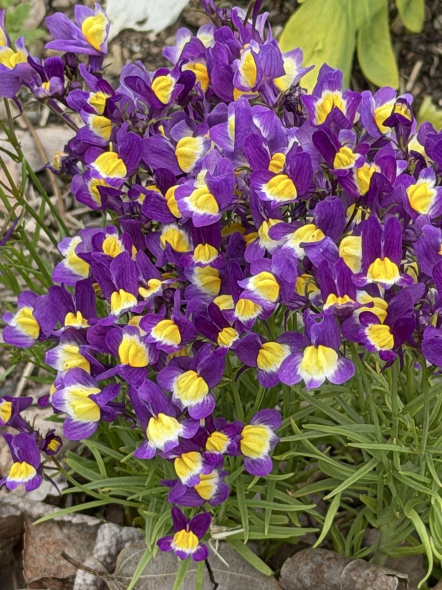 rinmfamily's tweet image. おはようございます 
𝙂𝙤𝙤𝙙 𝙈𝙤𝙧𝙣𝙞𝙣𝙜🐓 
日曜日
世界平和を祈りながら過ごします
鉄筋工ですからⓂ️
Have a nice day 🍀 
良い1日を☺️
#morning  #おはよう