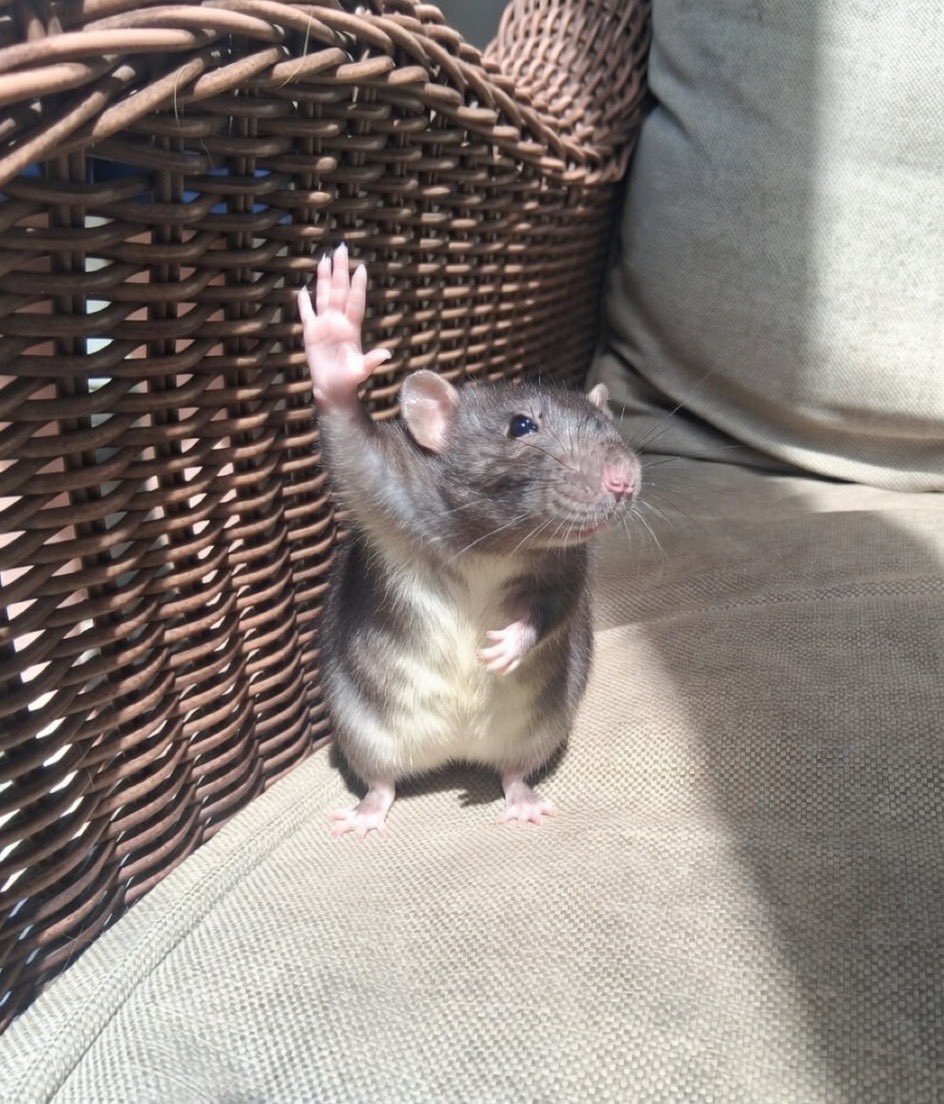 𝕾𝖊𝖇𝖔𝖓𝖆𝖋𝖎𝖉𝖊🫥 tweet media