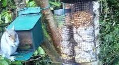 tourscotland's tweet image. Today's Tour #Scotland 4K #Spring Saturday wildlife nature camera travel video Blog clip of the sight and sounds of a bushy tailed #Grey #Squirrel spotted opening feeder box and eating peanuts on morning visit and trip to my #Scottish cottage garden tour-scotland-photographs.blogspot.com/2026/04/grey-s…