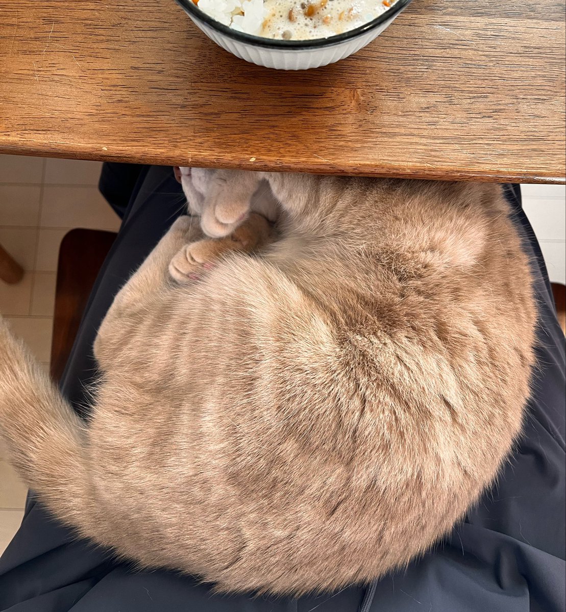 ころもしゃん膝に乗せながら納豆ご飯食べるの上手くなってきた