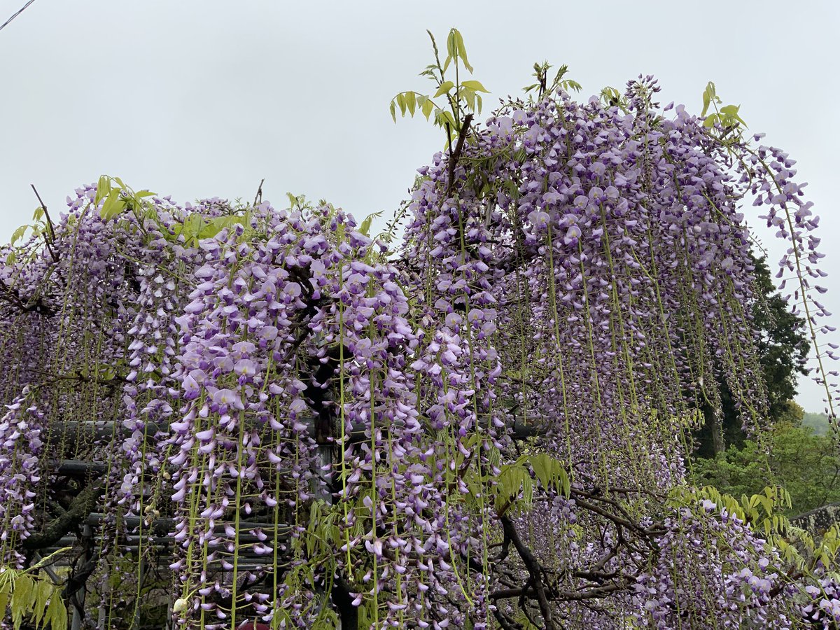 光太郎@毎日ウォーキング tweet media