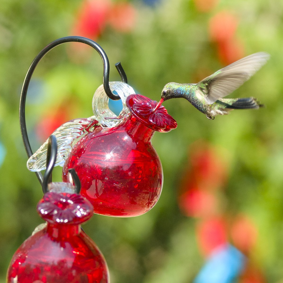 giveashitnature's tweet photo. Stop putting red dye in your hummingbird feeder.

There's growing evidence the dye may harm the birds, and zero evidence they need it.

Don't use honey either. It ferments and grows a fungus that can kill hummingbirds. Don't use brown sugar or artificial sweeteners either.

Plain white sugar and water. Change it every few days in warm weather. Clean the feeder when you refill it.

The simplest recipe is the right one.