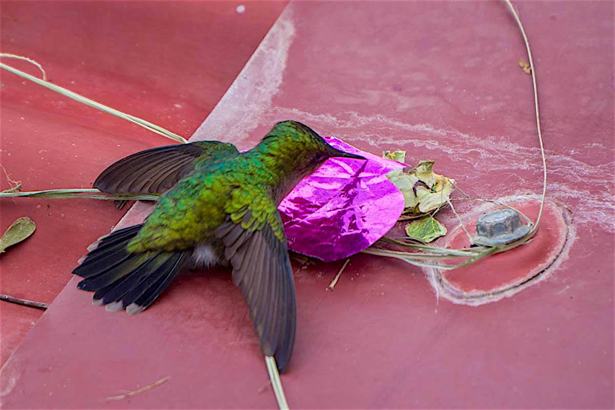 giveashitnature's tweet photo. Stop putting red dye in your hummingbird feeder.

There's growing evidence the dye may harm the birds, and zero evidence they need it.

Don't use honey either. It ferments and grows a fungus that can kill hummingbirds. Don't use brown sugar or artificial sweeteners either.

Plain white sugar and water. Change it every few days in warm weather. Clean the feeder when you refill it.

The simplest recipe is the right one.