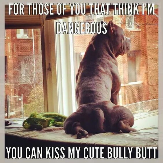 Pit Bulls Against Discrimination tweet media