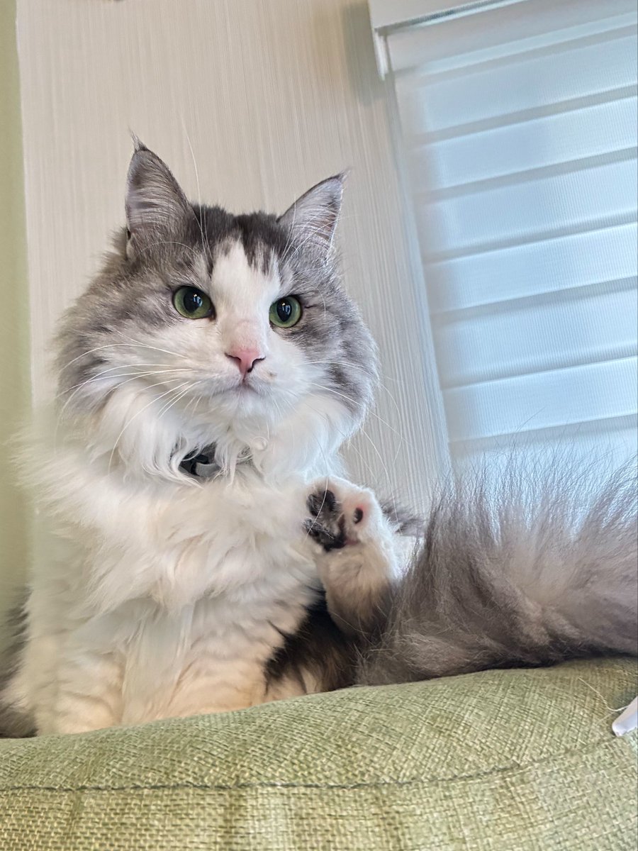 #ねこ #ネコ #猫 

🐾