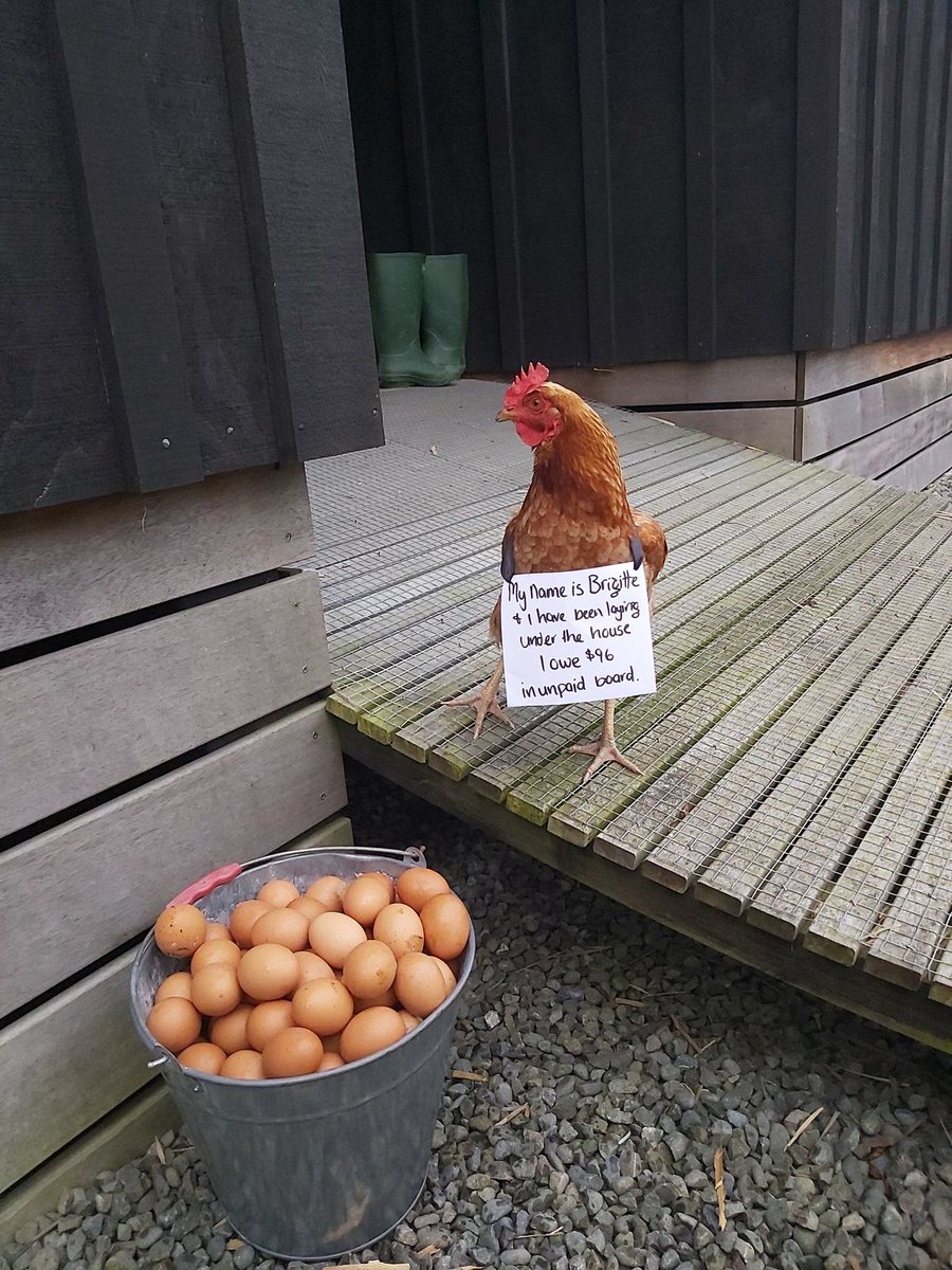 FarmJokester's tweet image. #backyardchickens #chickens #michaelsalerno