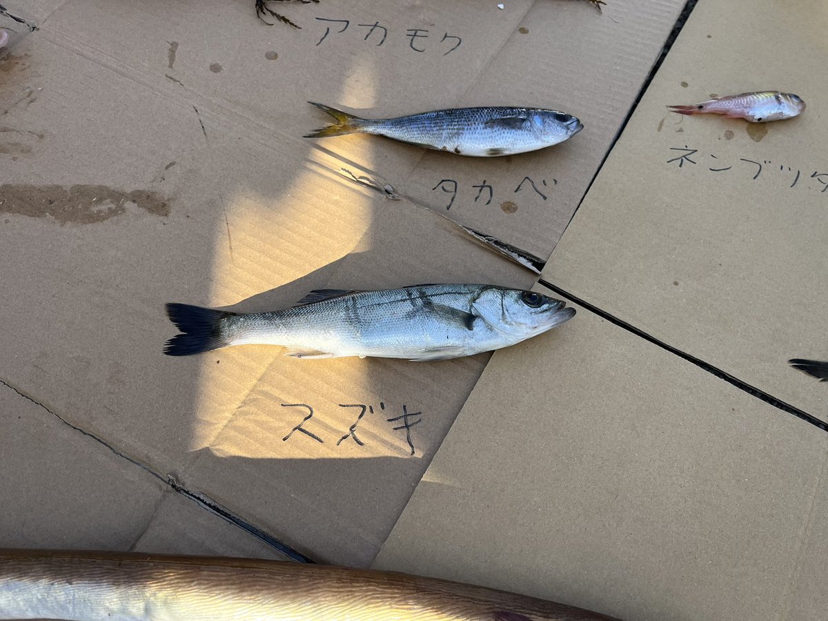 unui@動物＆植物ソング投稿祭よろしく tweet media