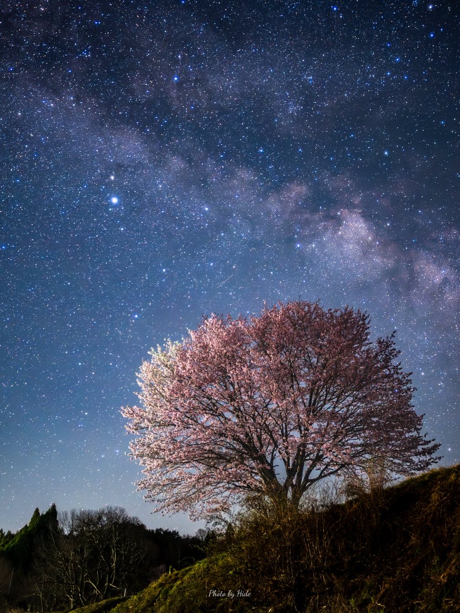 星空の下に咲く大きな一本桜🌸

#OMSYSTEM