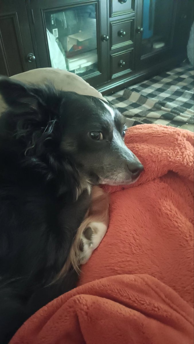 MC_Nuggetssssss's tweet image. EMERGENCY COMMISSIONS PLEASE
#dog #vet #emergency 
MY FUCKING DOG GOT HIT BY A CAR PLEASE HELP US.. 
We need about 2000 dollars... please cash app me donations or commissions we need help.. I can't lose my girl. 
Just.. contact me please. 
This isn't a scam I'm so fucking scared