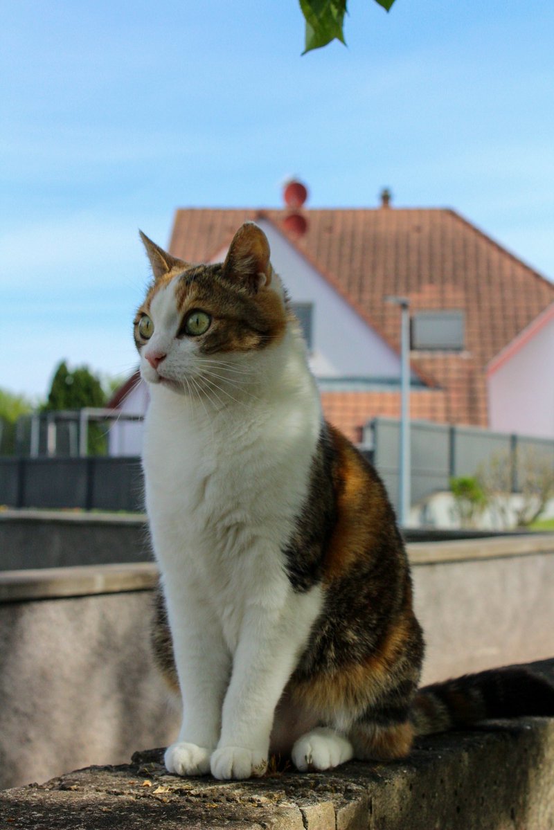 ibra 🍃 tweet media