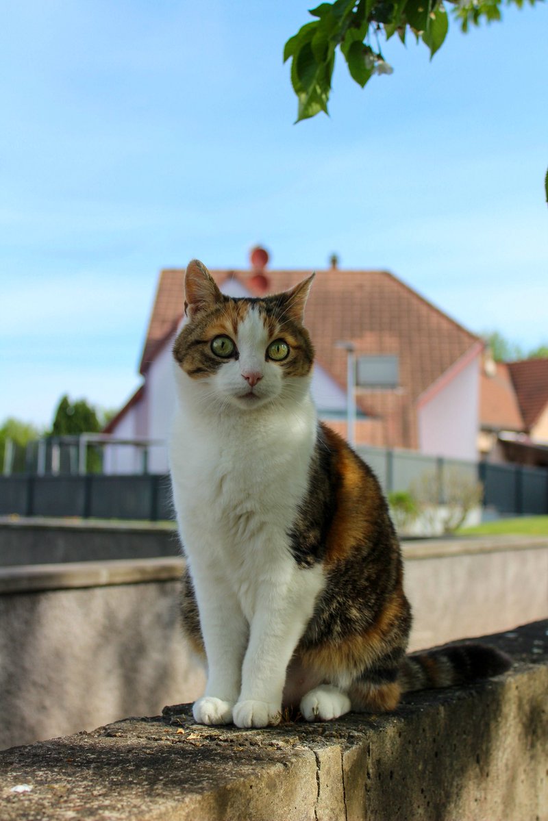 ibra 🍃 tweet media