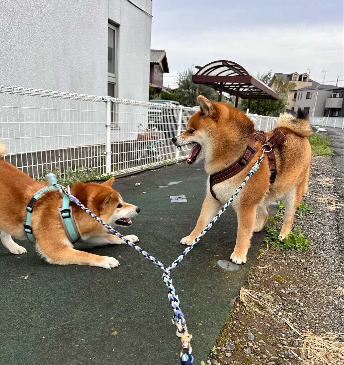 柴犬くう🌈くまとら時々大工 tweet media