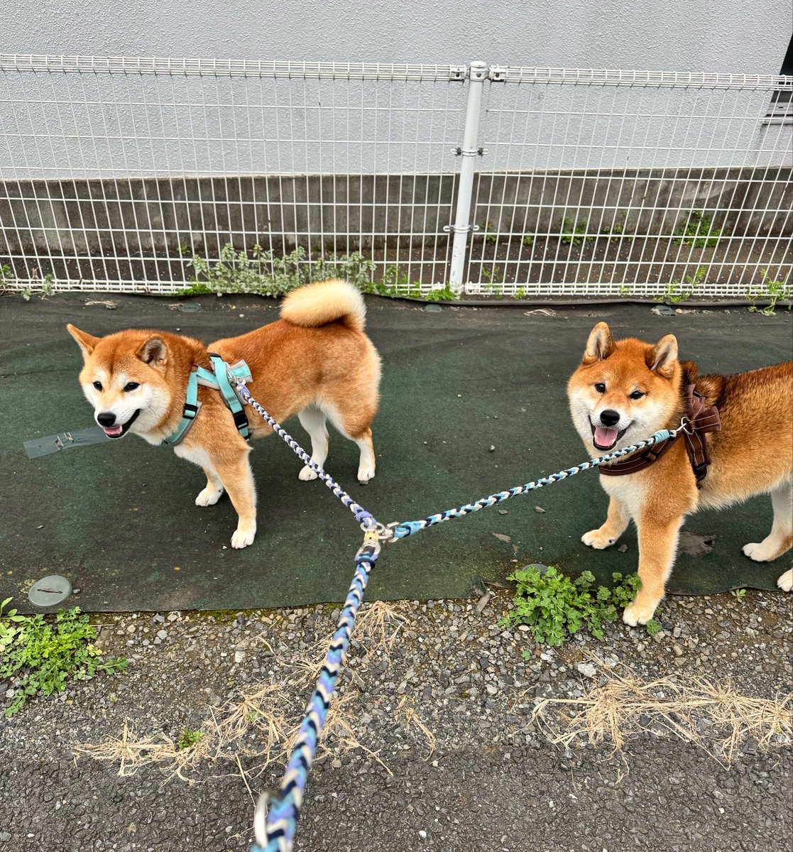 柴犬くう🌈くまとら時々大工 tweet media
