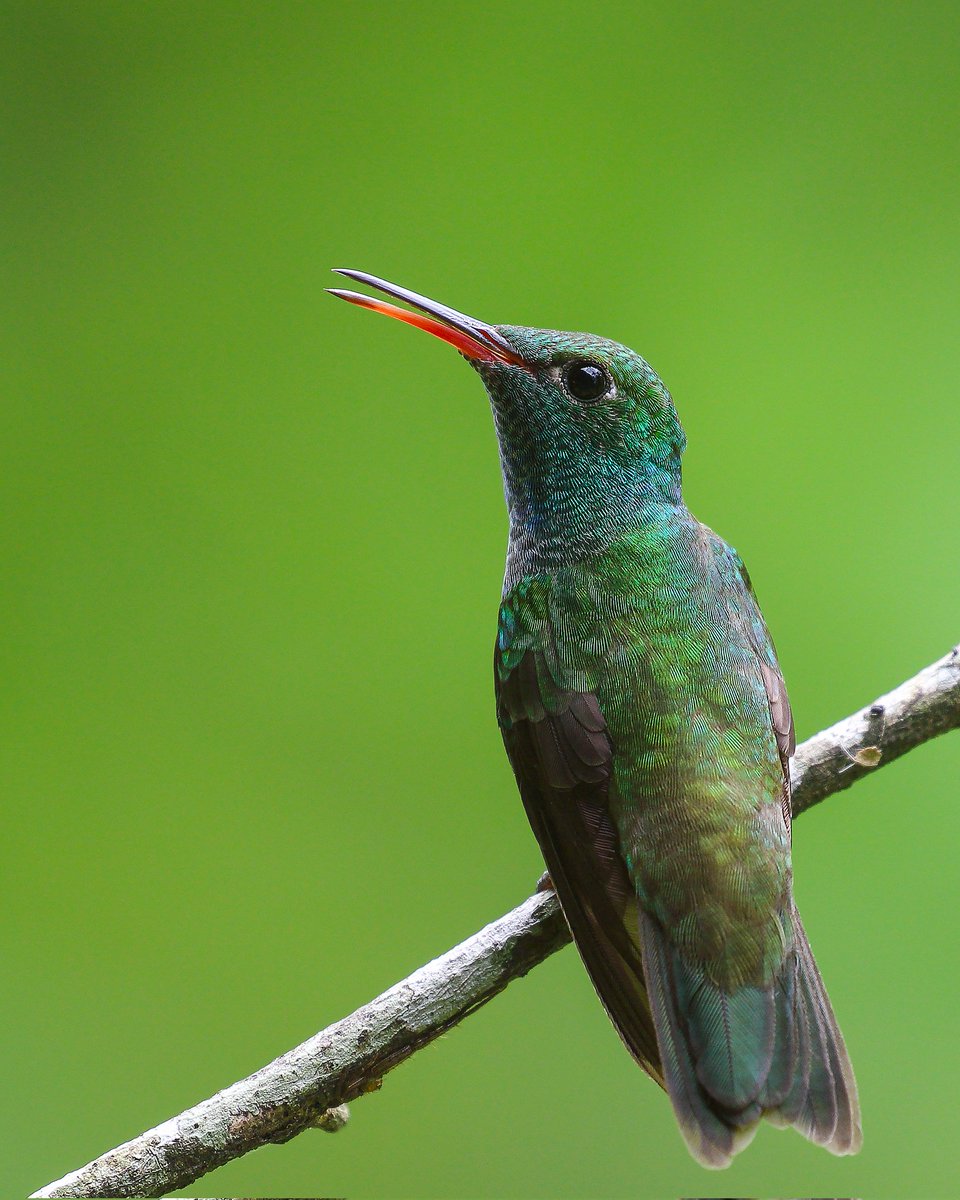 himanshuguptapr's tweet image. #Bird ID: Versicolored #Emerald 

#Canon Gears
#BirdsSeenIn2025 #birdwatching #birdphotography #wildlifephotography  #canonphotography #TwitterNatureCommunity #nature #photographyoftheday #birdtonic  #birds #SaoPaulo
@natgeowild #wildlife #wild #BirdsOfTwitter #brazil