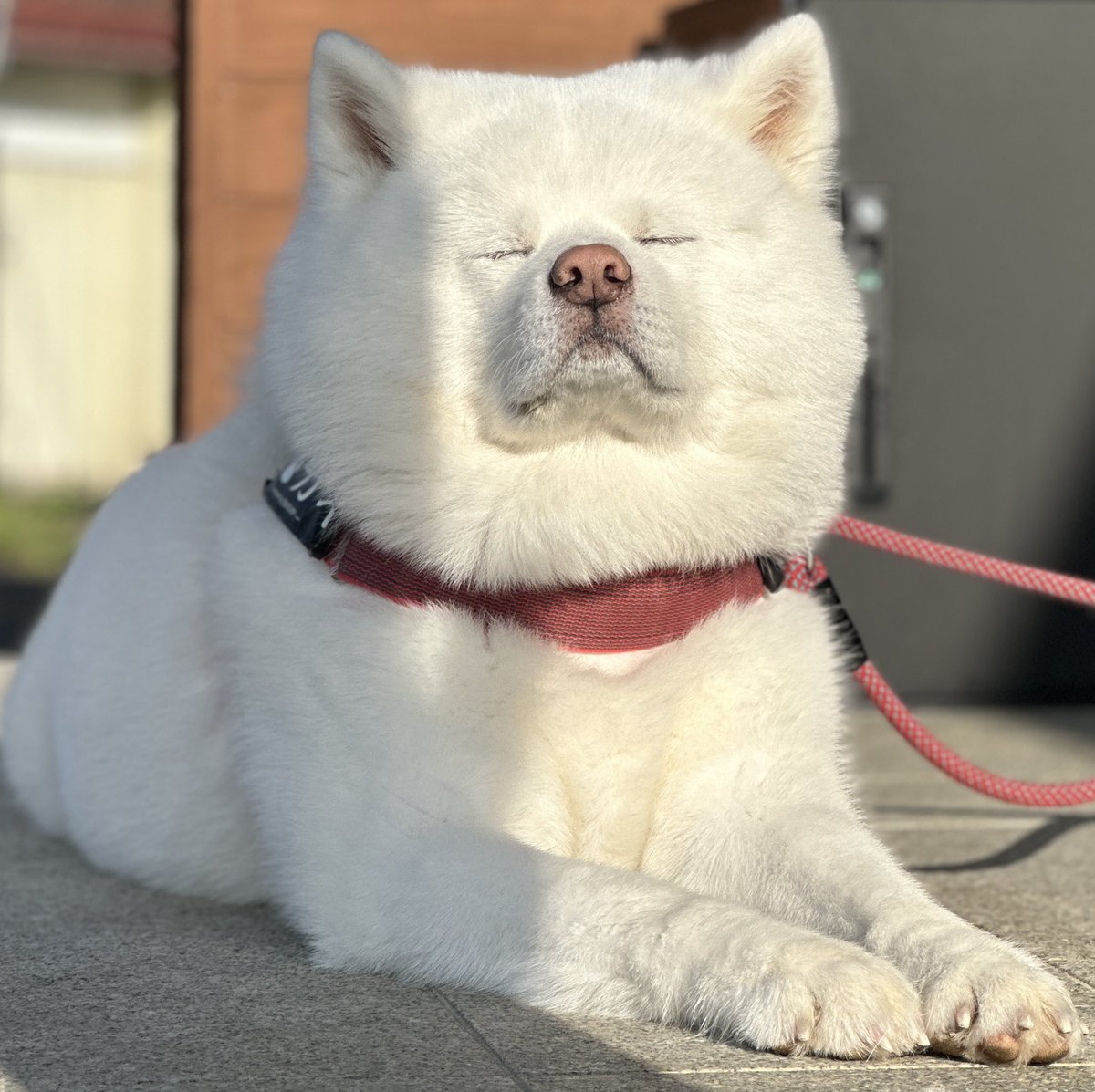 秋田犬 海 カイ♡ tweet media