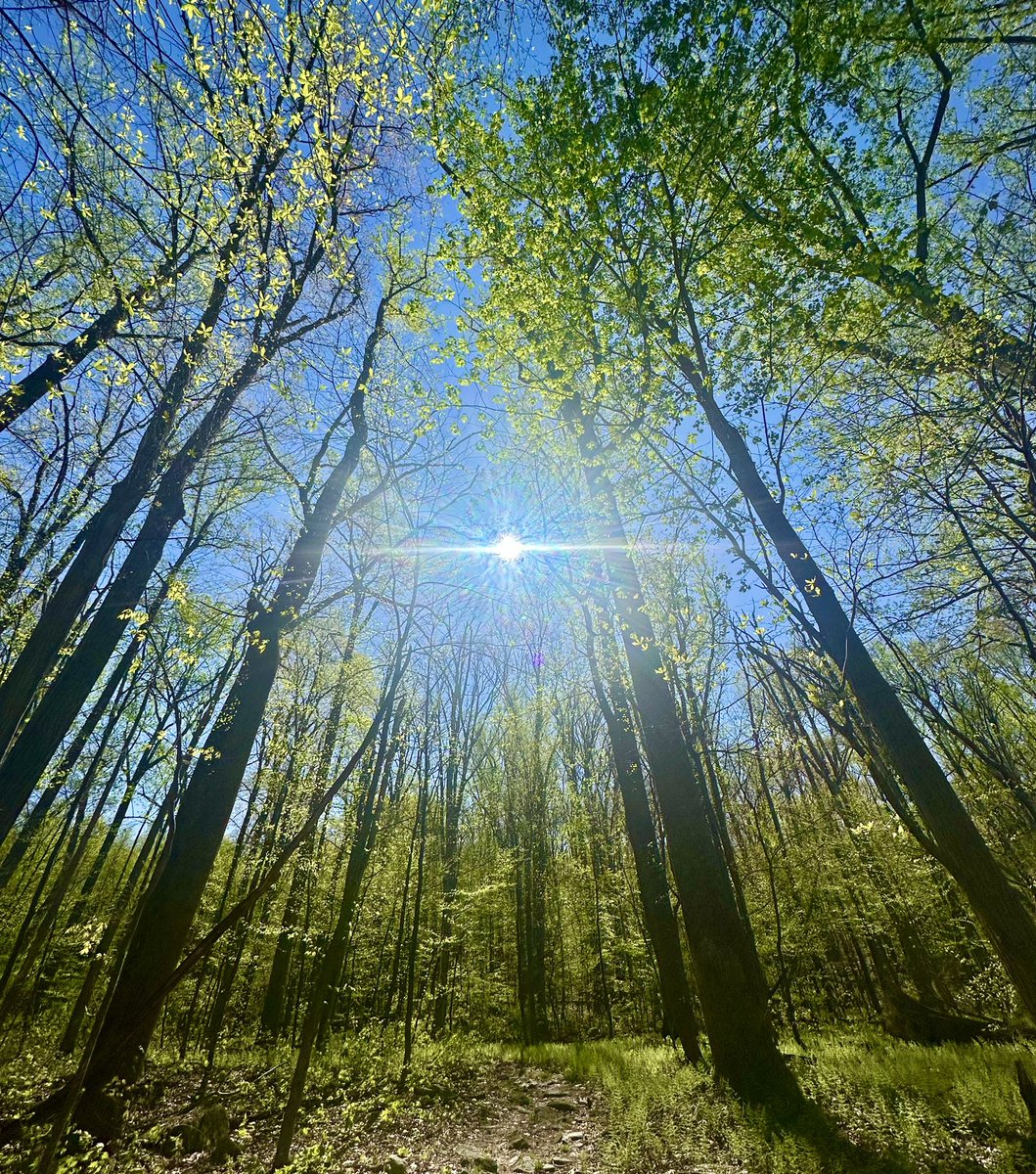HikingLawyer's tweet image. Spent 15 miles today on the Appalachian Trail’s “green tunnel.”  No epic views.  No highlight sites.  But even the most mundane stretches of trail offer brief glimpses of nature’s beauty.

#outdoors #appalachiantrail #hiking #hikingphotography