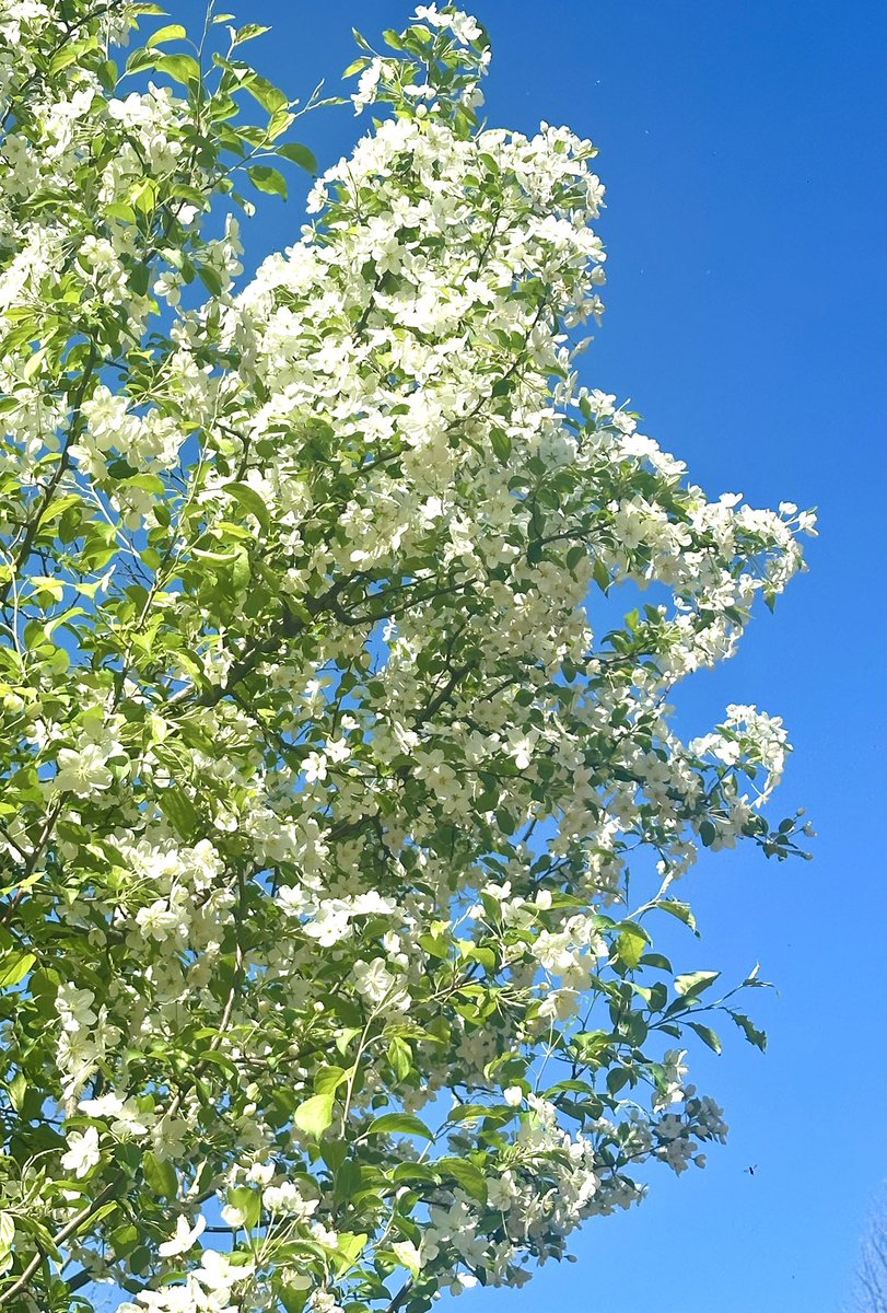 HikingLawyer's tweet image. Spent 15 miles today on the Appalachian Trail’s “green tunnel.”  No epic views.  No highlight sites.  But even the most mundane stretches of trail offer brief glimpses of nature’s beauty.

#outdoors #appalachiantrail #hiking #hikingphotography