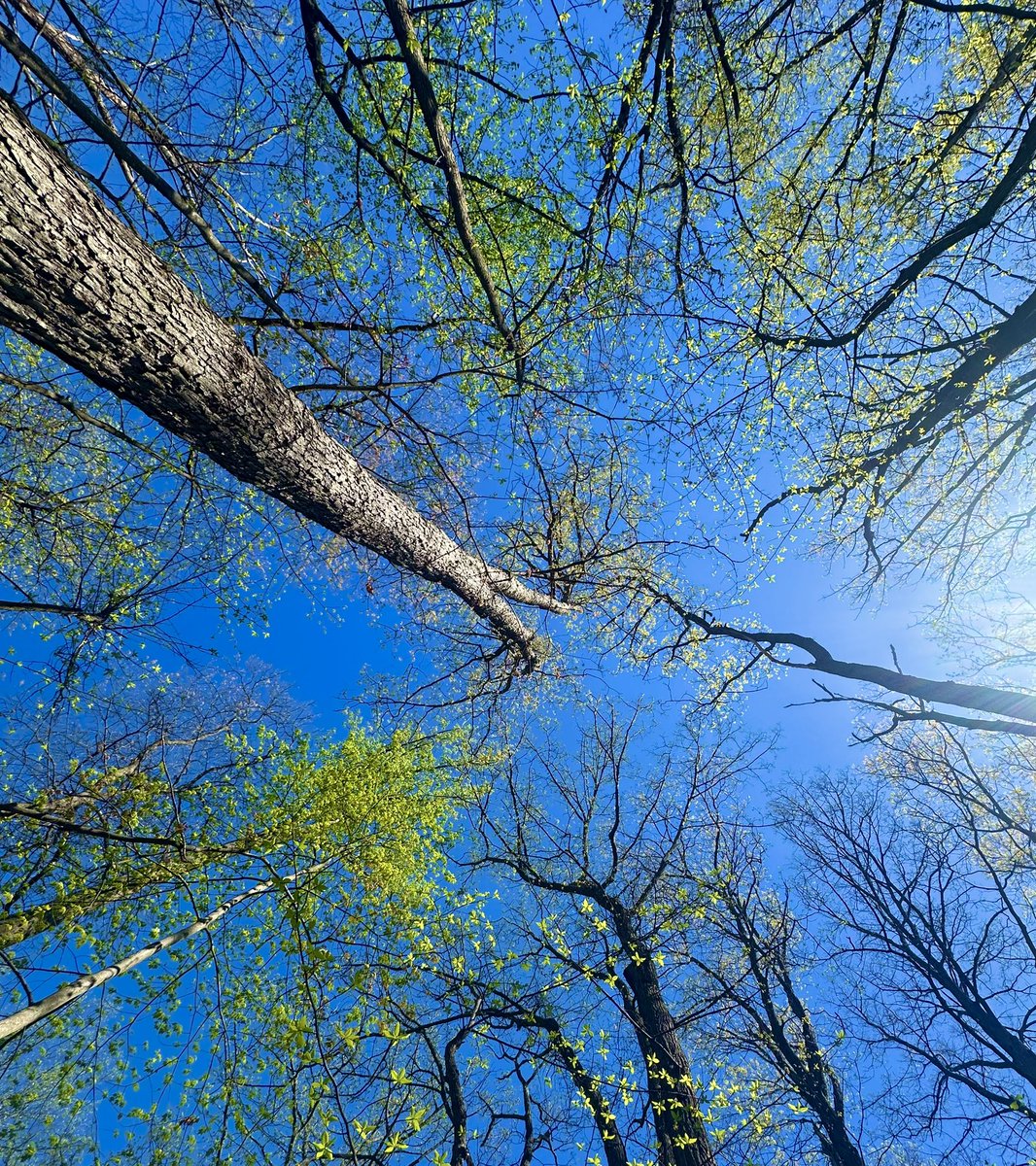 HikingLawyer's tweet image. Spent 15 miles today on the Appalachian Trail’s “green tunnel.”  No epic views.  No highlight sites.  But even the most mundane stretches of trail offer brief glimpses of nature’s beauty.

#outdoors #appalachiantrail #hiking #hikingphotography