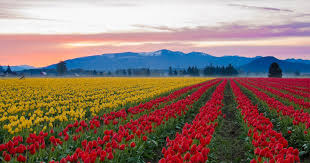 Rob Wood tweet media