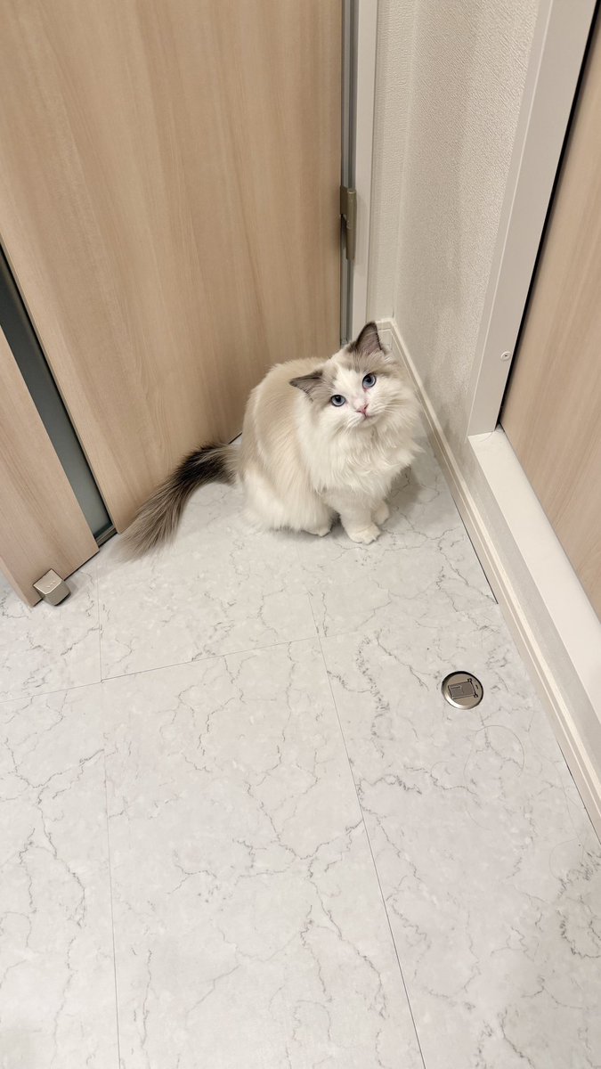 nero_whip's tweet image. 朝4時に起きたからと言ってキミたちは起きる必要ないよ？
ご飯出す時間変わらないよ？？
僕は仕事だから早く起きたんだ

#ラグドール #ragdoll #タキシード #tuxedocat #保護猫 #猫がいる暮らし #猫好きさんと繋がりたい #ネコ #cat