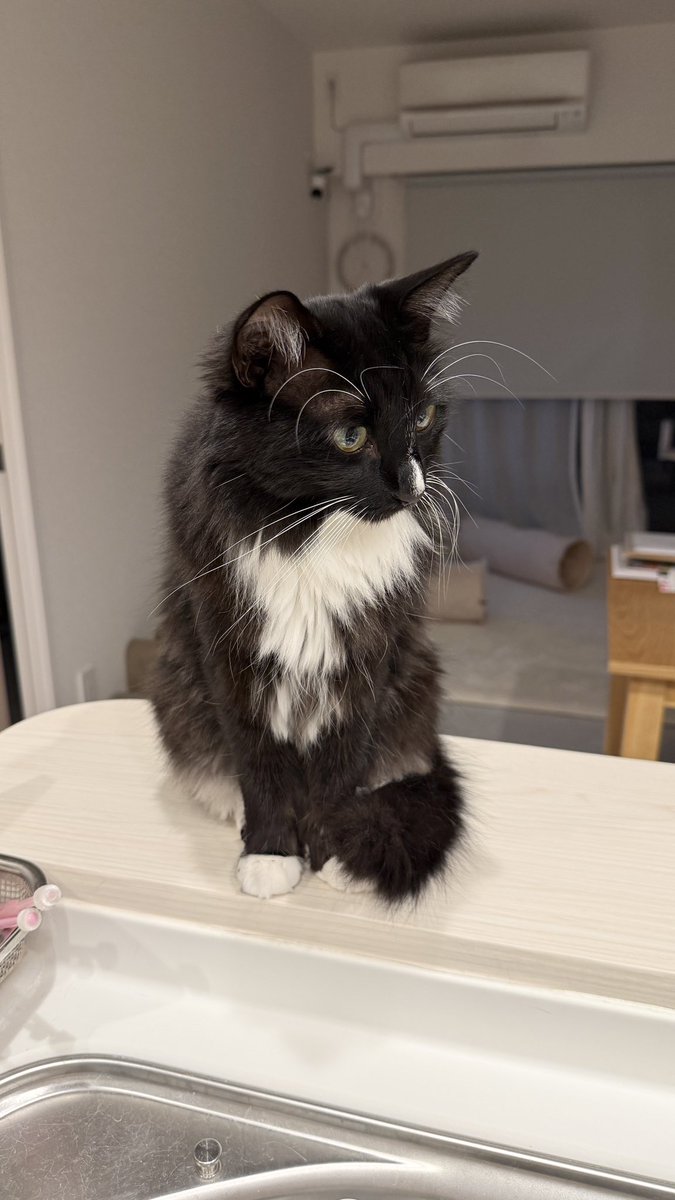 nero_whip's tweet image. 朝4時に起きたからと言ってキミたちは起きる必要ないよ？
ご飯出す時間変わらないよ？？
僕は仕事だから早く起きたんだ

#ラグドール #ragdoll #タキシード #tuxedocat #保護猫 #猫がいる暮らし #猫好きさんと繋がりたい #ネコ #cat