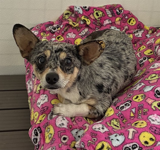 LisaBrabson's tweet image. JORTS #A841571 7mo
Tiny boy is absolutely TERRIFIED  at deadly KILL SHELTER  #DevoreShelter #California 
A wee #Chihuahua-mix, gorgeous little fellow,he doesn't want to DIE!
Plz #Adopt #Foster or #Pledge4Rescue he is adorable, tiny,desperately needs your HELP!