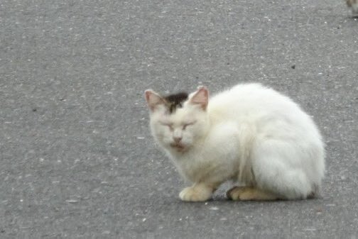 お墨付き tweet media