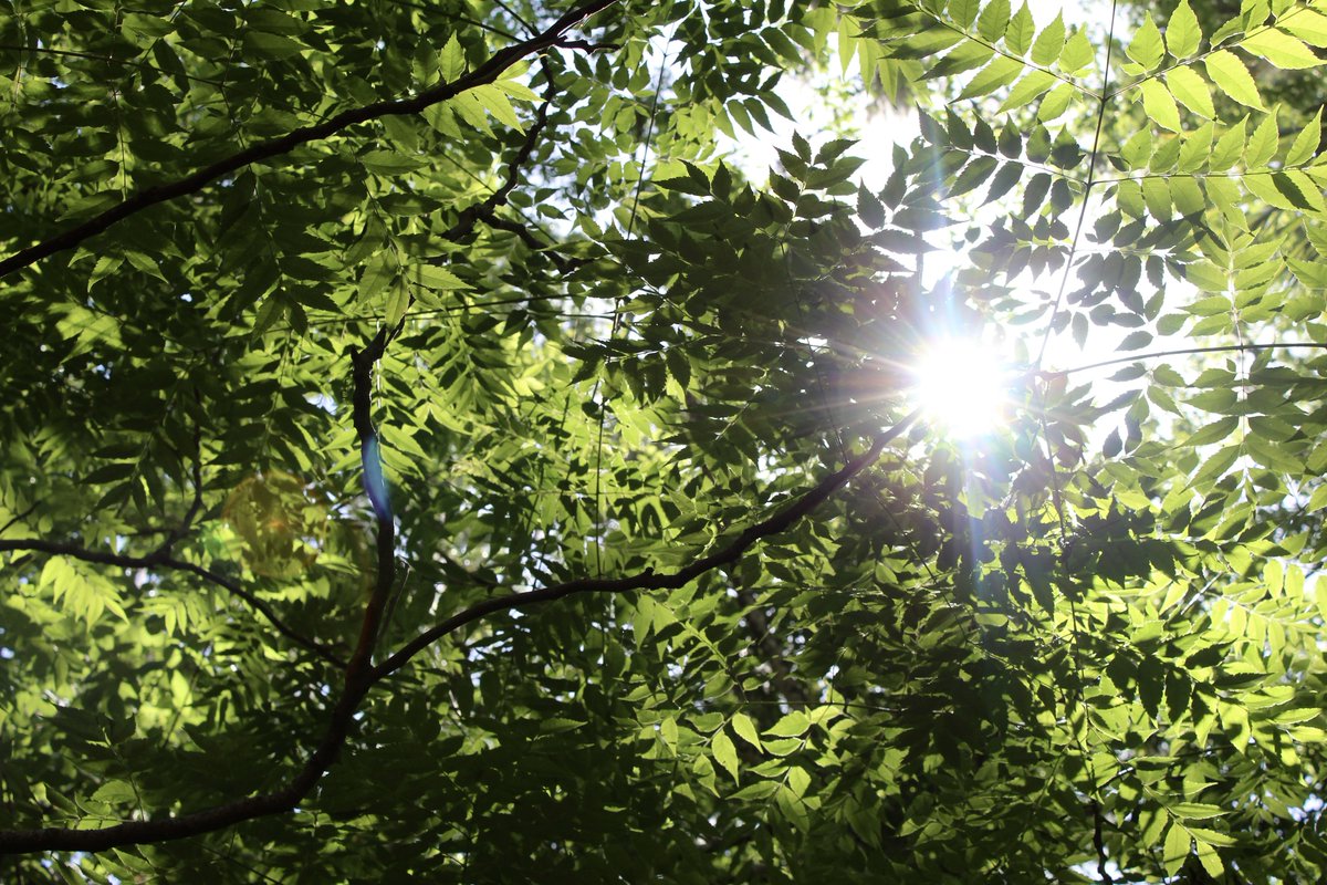 evil elly tweet media