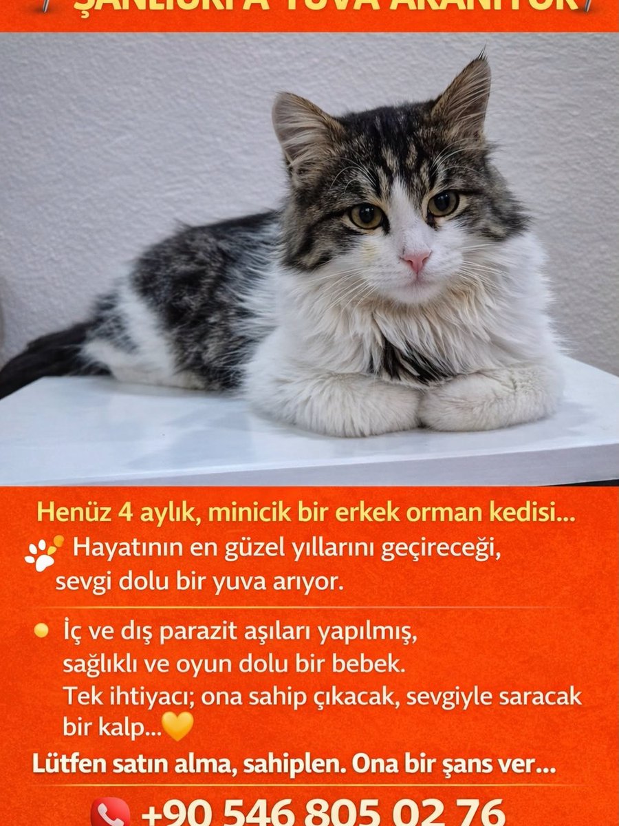 Zülal Kutluer tweet media