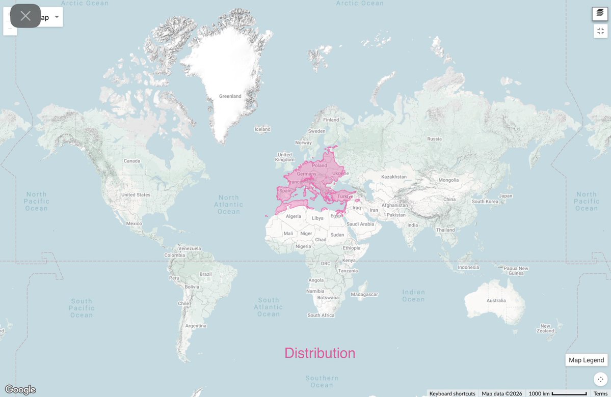 🐿️ 🇨🇭🇦🇹 🦋 Jennie 🐸 🇱🇮 🇩🇪 🦢 tweet media