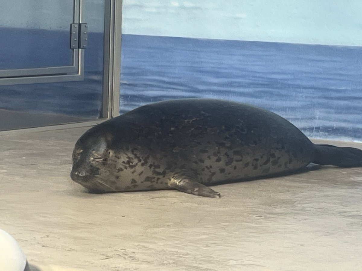 むちごま🦭 tweet media