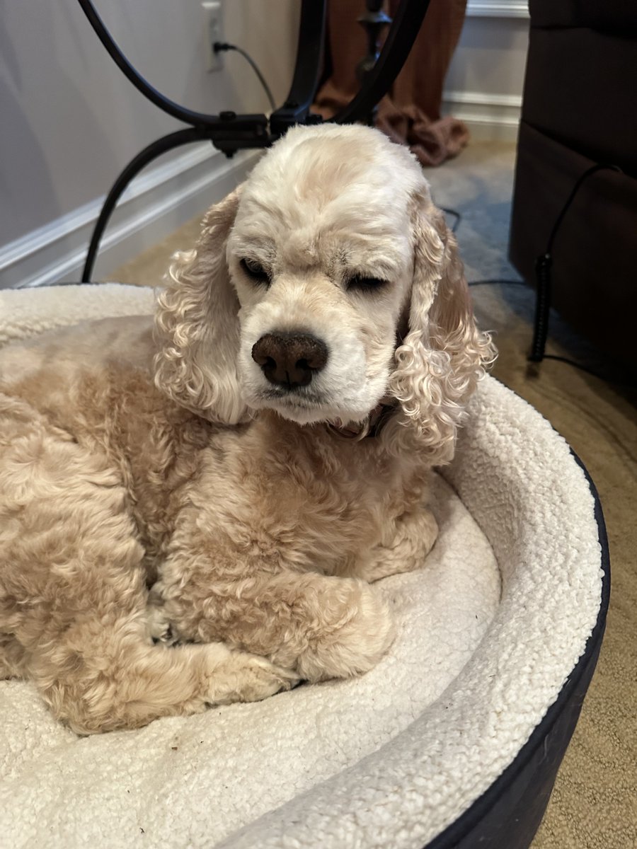 My girl( and us) has had a long winter including two total knee repairs and eye lid surgery.eight weeks between each one with a cone and carrying in and out, but today we got the ok that in 4 weeks we can run again! That will be a day to celebrate!🐶❤️