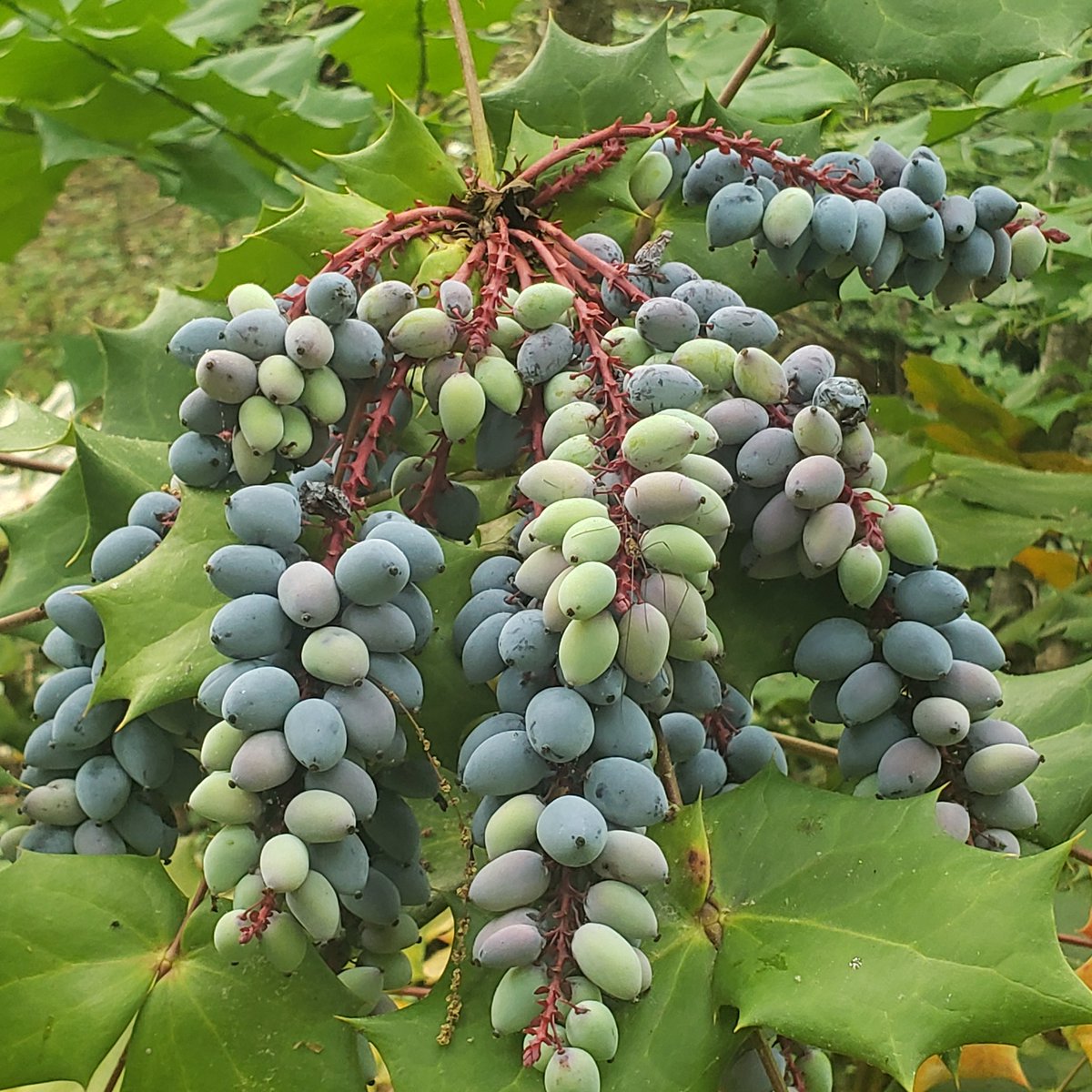 Naga, The Demon Slayer tweet media