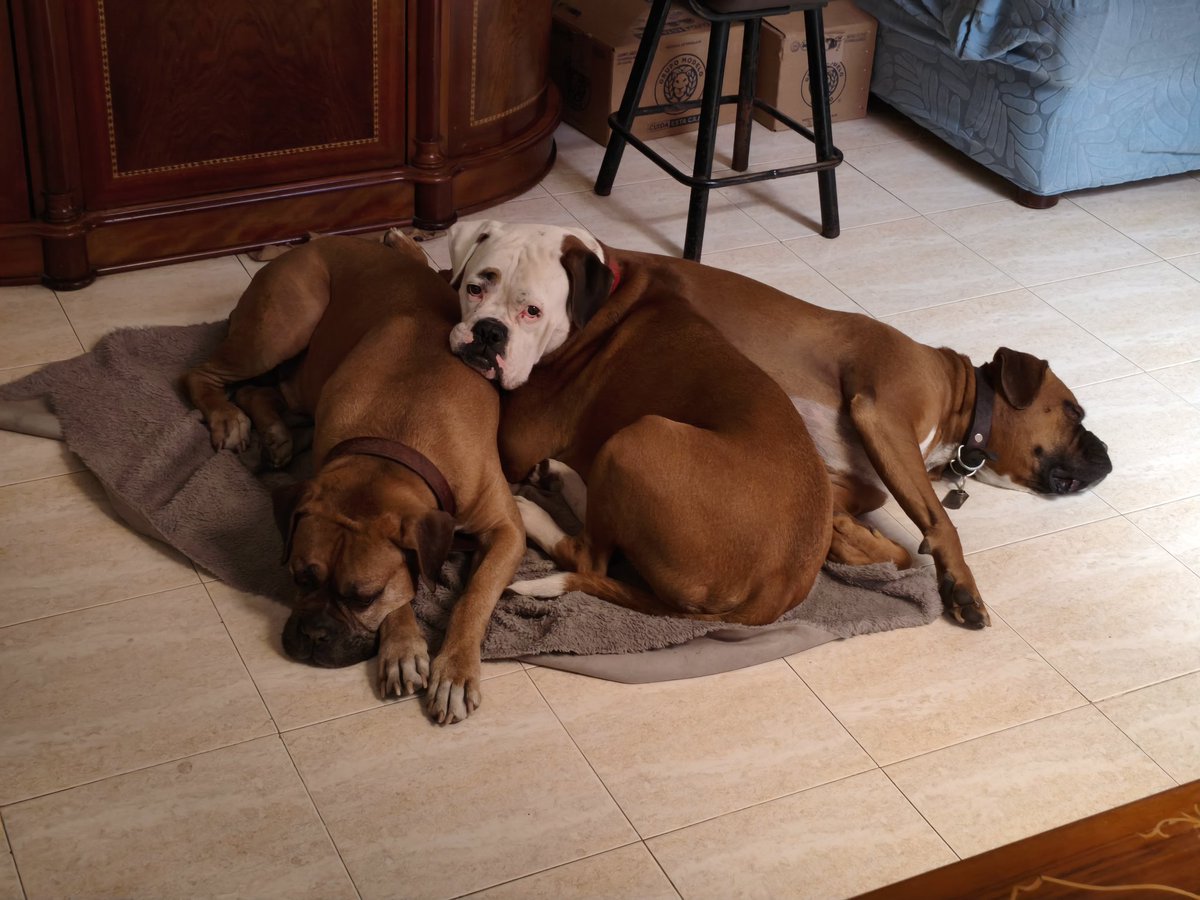 Aunque haga calor, mis zarigüeyas siempre están juntas.
#ComandoCachetes #DinastíaSpencer #boxerbond #boxerlove