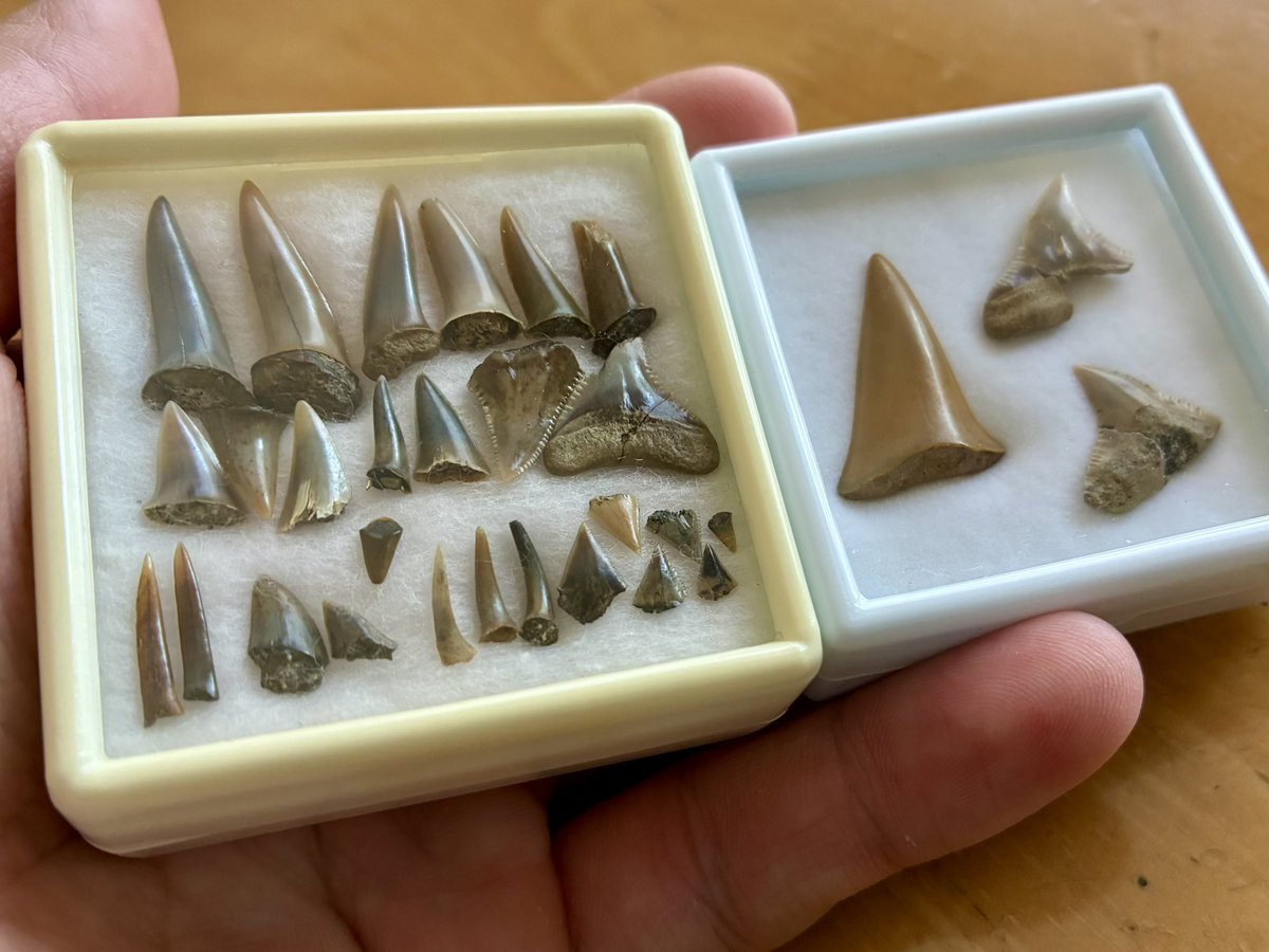 Takeshi🦈 tweet media