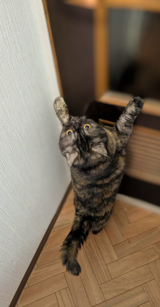 サルヴァトーレ（トト）＝田中 tweet media