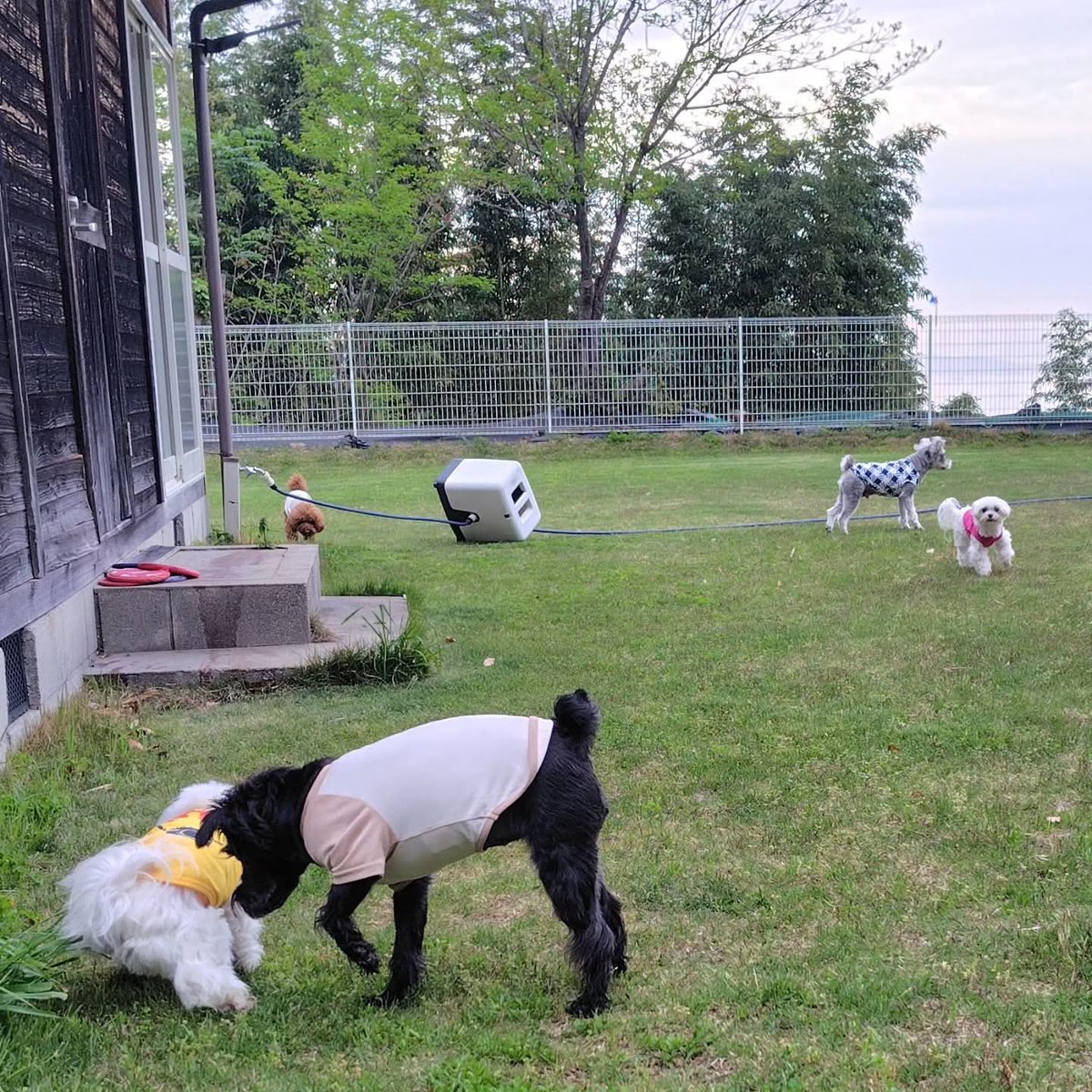 TANISHI_magic's tweet image. 朝からドッグランでペンションの看板犬3頭と触れ合った むぎともち。
#元保護犬 #マルチーズ #maltese #むぎともち #淡路島