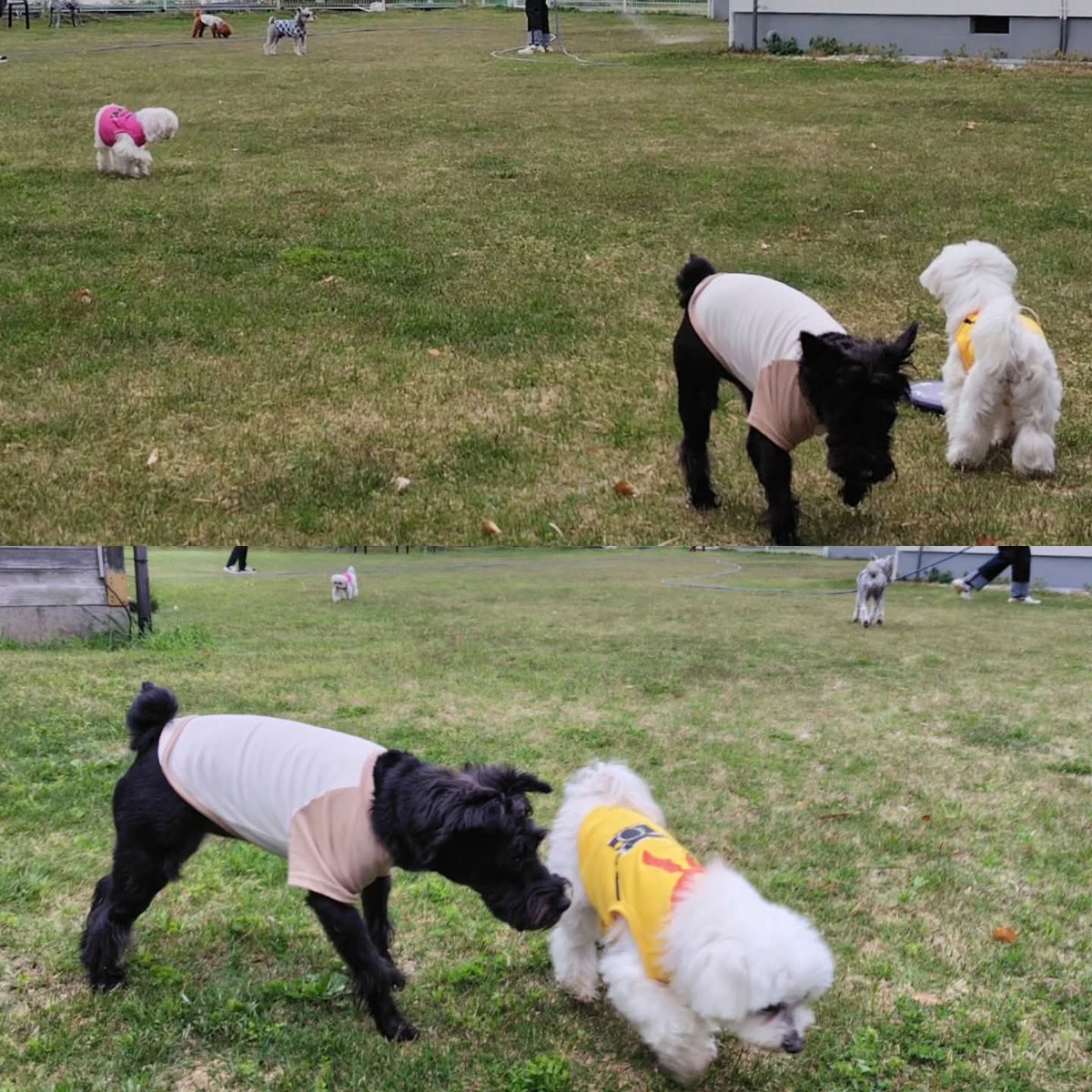 TANISHI_magic's tweet image. 朝からドッグランでペンションの看板犬3頭と触れ合った むぎともち。
#元保護犬 #マルチーズ #maltese #むぎともち #淡路島