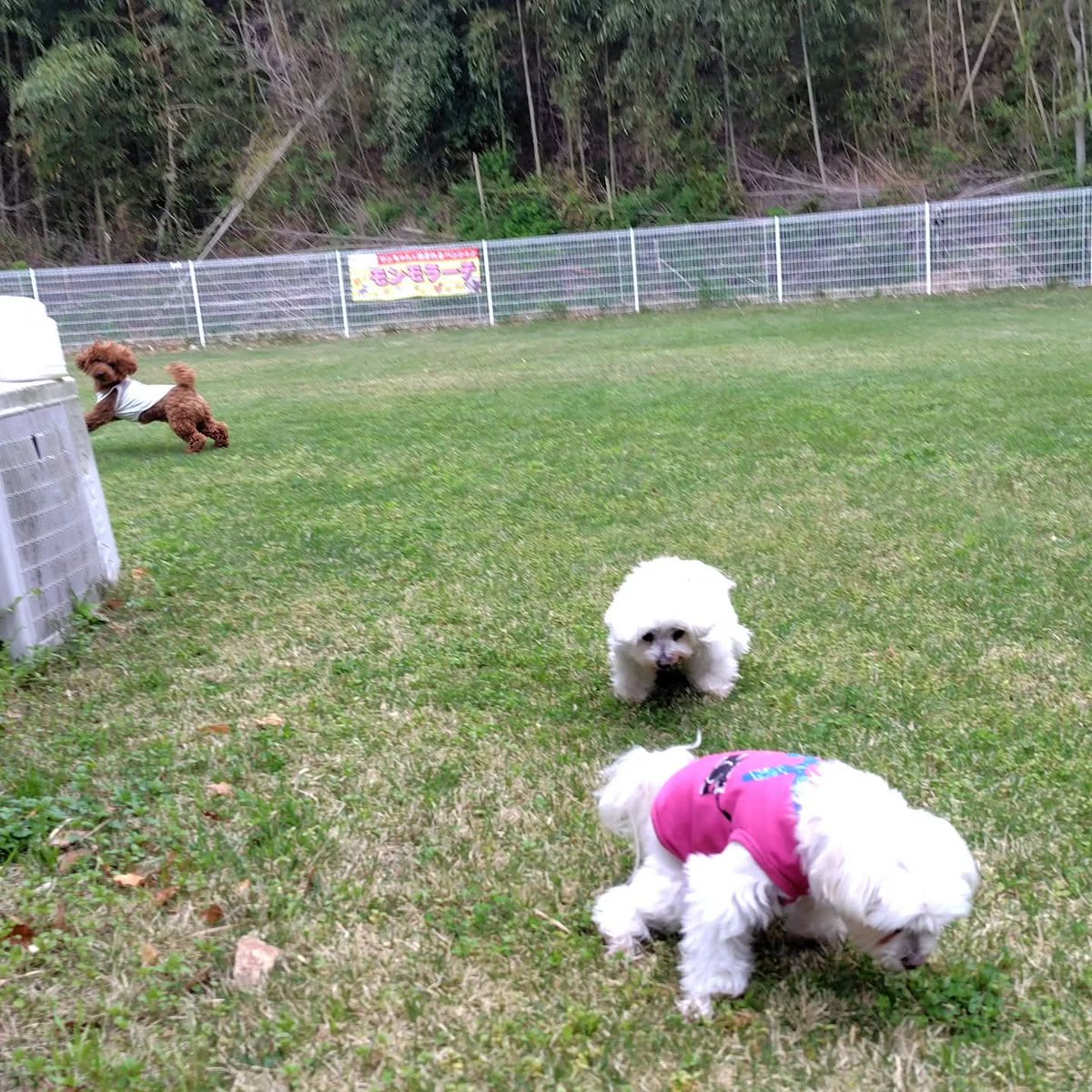 TANISHI_magic's tweet image. 朝からドッグランでペンションの看板犬3頭と触れ合った むぎともち。
#元保護犬 #マルチーズ #maltese #むぎともち #淡路島
