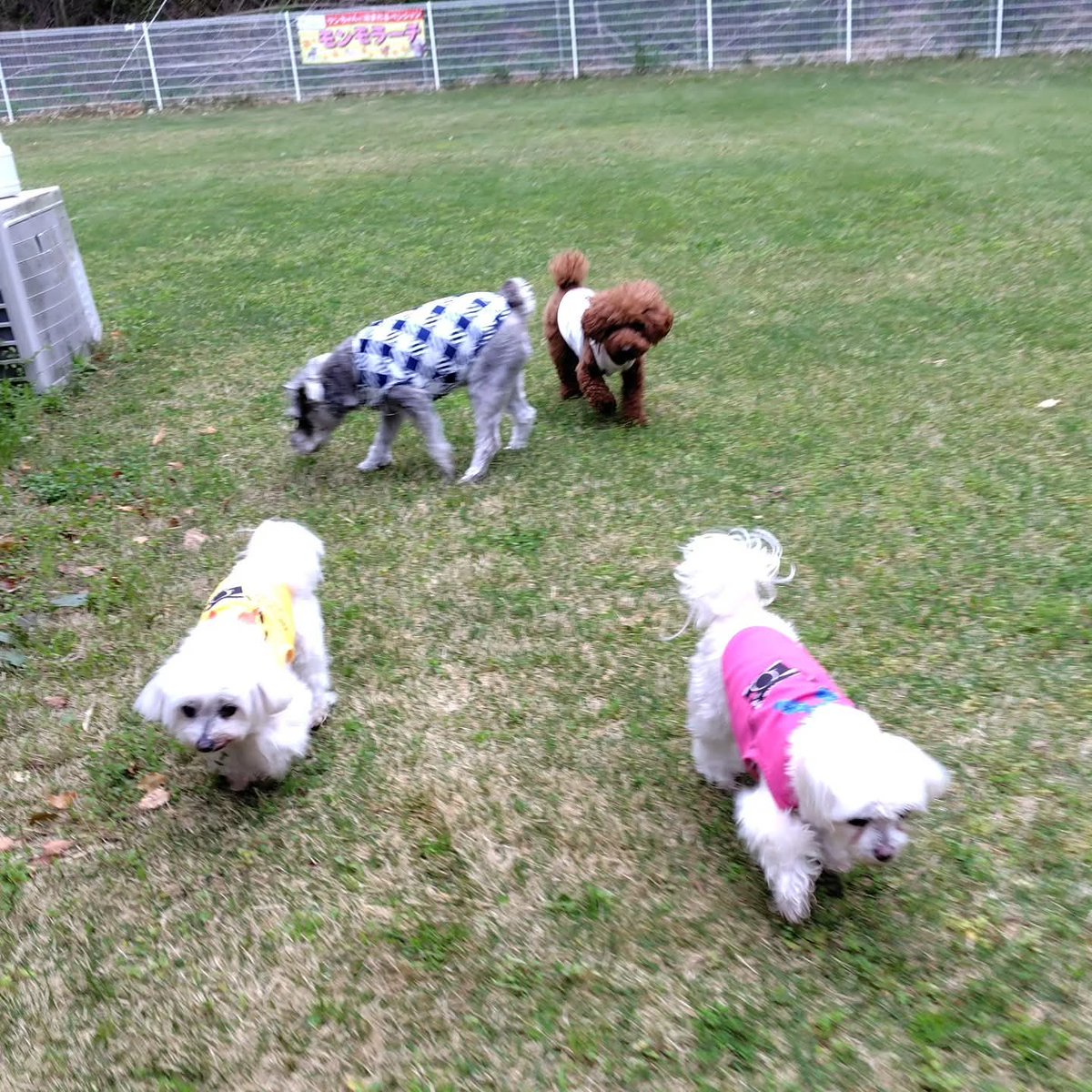 TANISHI_magic's tweet image. 朝からドッグランでペンションの看板犬3頭と触れ合った むぎともち。
#元保護犬 #マルチーズ #maltese #むぎともち #淡路島