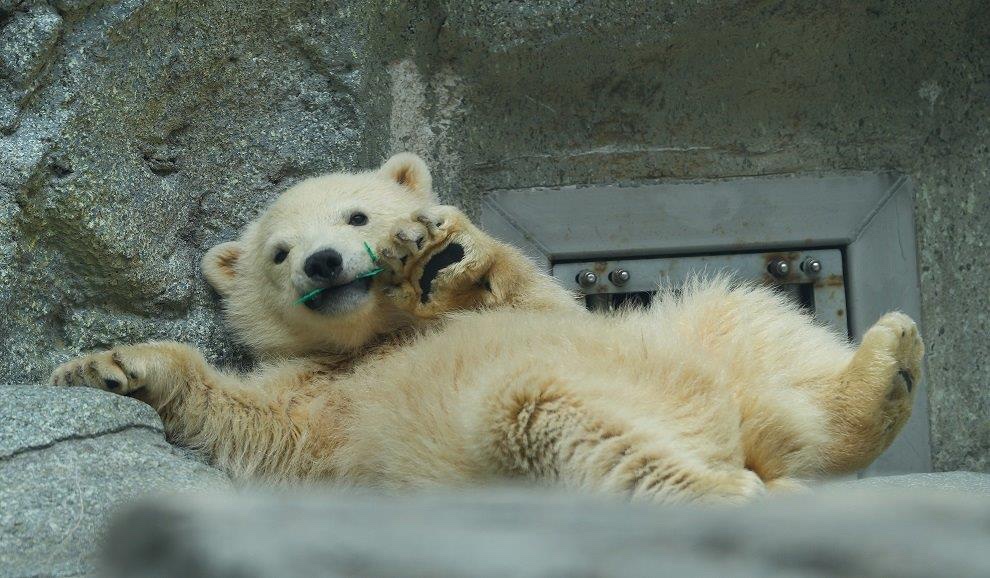 おはようございます
（2026.4.17） 
遊具のかけら？（何か破壊した？）
くわえて
＃豪太とモモの仔 ＃仔グマ ＃ホッキョクグマ #男鹿水族館