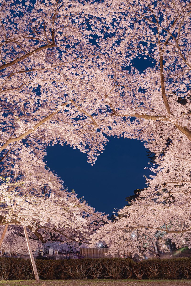 𝑇𝑎𝑘𝑢 tweet media