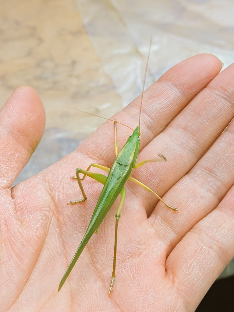 四つ葉のクローバー🍀 tweet media