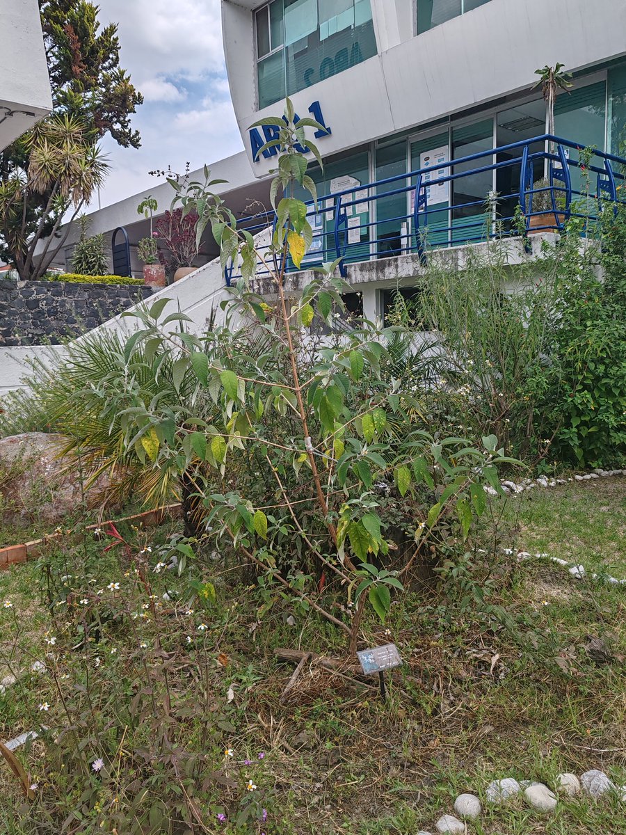 #ZompantledeArquitectura Buddleja cordata 
Ejemplar plantado en julio de 2025, #JardíndePolinizadores Arquitectura BUAP, como árbol conmemorativo.
En ese momento el árbol media 65 cm de altura y el diámetro de tronco en su base era de 8 mm.