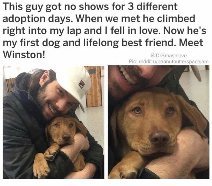 Dog lovers tweet media